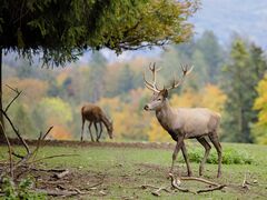 Anfrage und Antwort Wildwegeplan Kreis Kleve