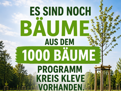 Es sind noch Bäume da!