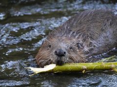 Bibermanagement im Kreis Kleve
