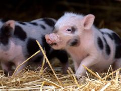 Anfrage Afrikanische Schweinepest (ASP)