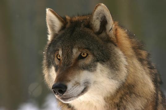 Pressemitteilung - Geplante Vergrößerung der Wolfsgebiete in NRW wirft Fragen auf