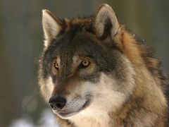 Pressemitteilung - Geplante Vergrößerung der Wolfsgebiete in NRW wirft Fragen auf