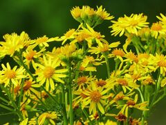 Pressemitteilung - Bekämpfung des hochgiftigen Jakobskreuzkrautes