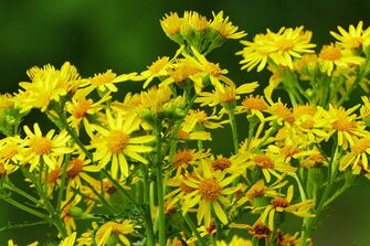 Pressemitteilung - Bekämpfung des hochgiftigen Jakobskreuzkrautes